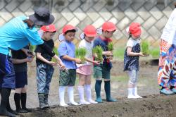 『田植え1』の画像